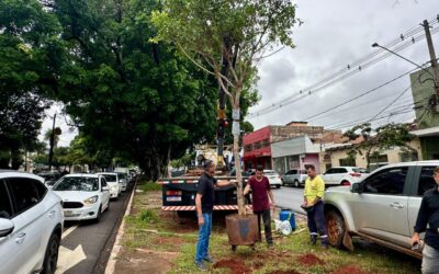 Figueiras cultivadas por 7 anos são plantadas na Avenida Mato Grosso