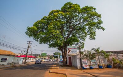PrefCG promove roda de conversa sobre arborização na COP15