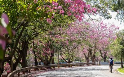 Às vésperas da COP15, capital sul-mato-grossense garante título de Cidade Árvore do Mundo