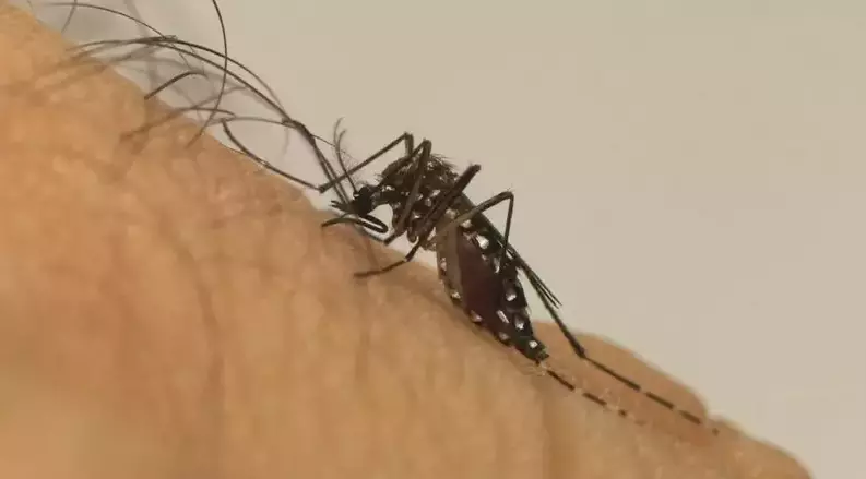 Mato Grosso do Sul registra duas mortes suspeitas por dengue, diz SES