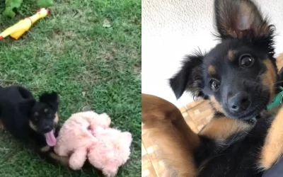 Justiça marca audiência de vizinho suspeito de envenenar vira-lata em Amambai