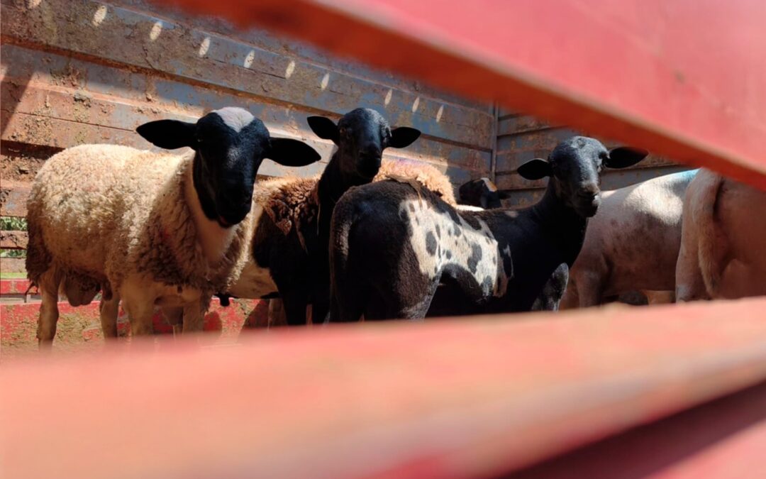 Primeiro embarque de ovinos marca nova fase do setor em CG