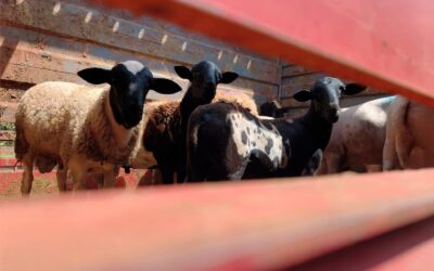 Primeiro embarque de ovinos marca nova fase do setor em CG