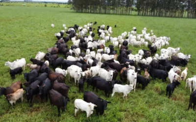 Pecuaristas de MS têm até 1º de junho para atualizar cadastro de rebanhos