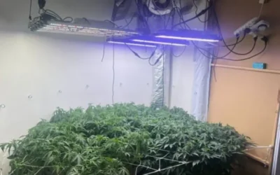 Polícia descobre laboratório de maconha onde mulher foi morta no Monte Líbano