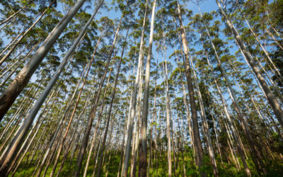 Agropecuária lidera empregos em Campo Grande, diz Caged