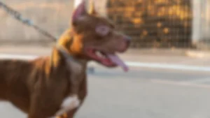 Justiça manda soltar idoso que matou filhote de pit bull do vizinho a facadas