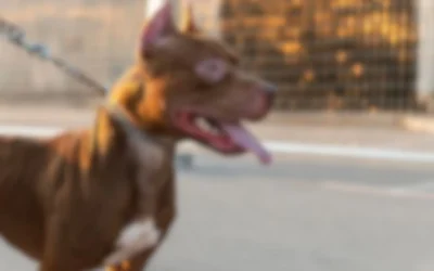 Justiça manda soltar idoso que matou filhote de pit bull do vizinho a facadas