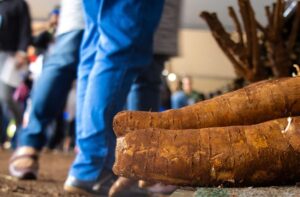 Da lavoura à agroindústria: mandioca mostra força da agricultura familiar durante oficinas na Tecnofam