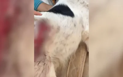 Cachorro leva dois tiros após suspeito invadir casa em Ribas do Rio Pardo