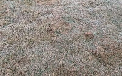 Com alerta em 27 cidades, MS registra geada e sensação de -3°C