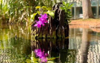 Orquidófilos sul-mato-grossenses organizam encontro no Bioparque Pantanal