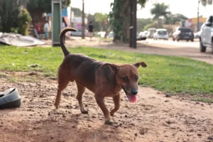 Câmara dos Deputados aprova cassação da CNH de quem abandona animal na rua