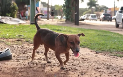 Câmara dos Deputados aprova cassação da CNH de quem abandona animal na rua