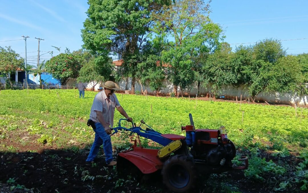 Horta urbana do FAC transforma produção em solidariedade