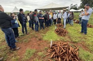 Encontro apresentou novas tecnologias para aumentar a produtividade da mandioca