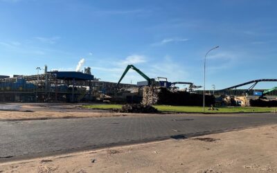 Expansão florestal amplia potencial econômico de Campo Grande