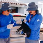 Vacina antirrábica é principal proteção de cães e gatos contra a raiva