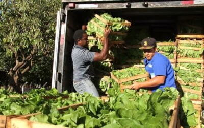 Agricultura familiar fornece alimentos para 207 escolas